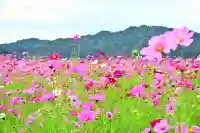 郡殿の池弁財天社(新潟県)