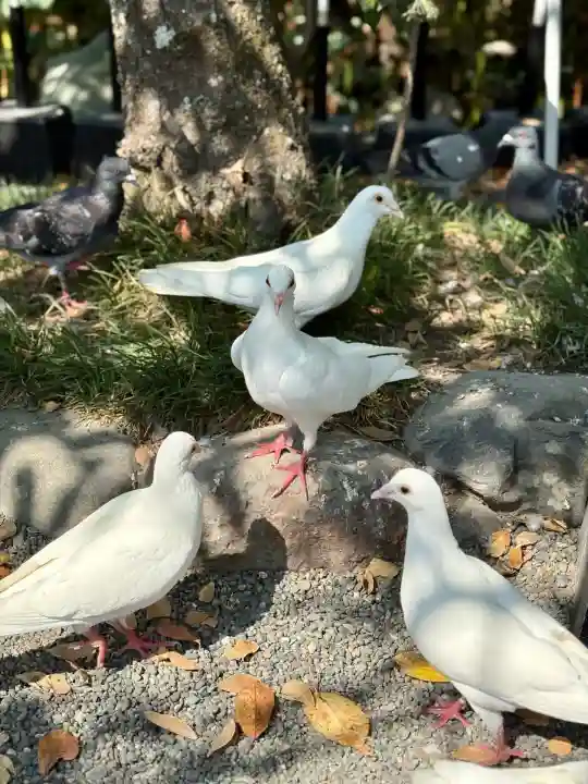 旗上弁財天社(神奈川県)