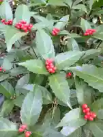 明治神宮(東京都)