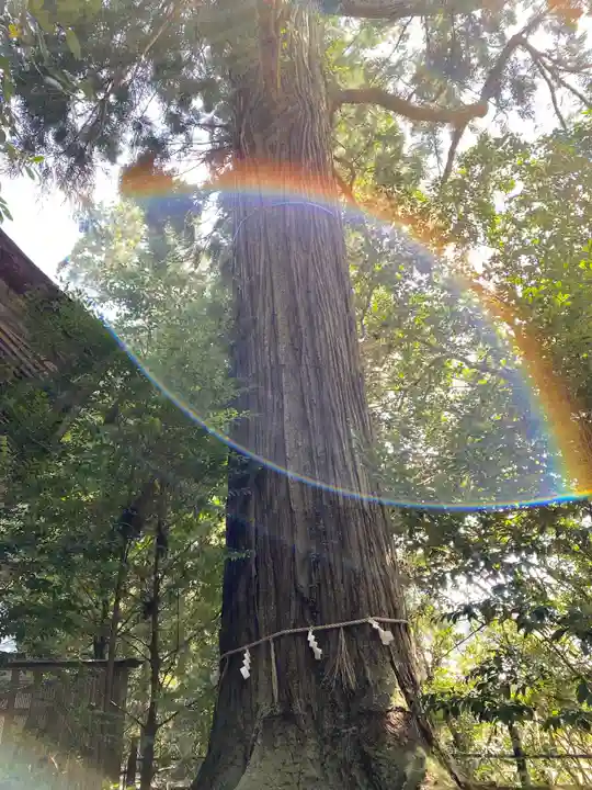 須佐神社の自然