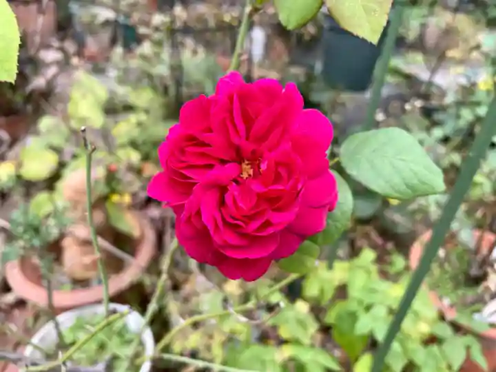 薬師寺 南蔵院 (東京都)