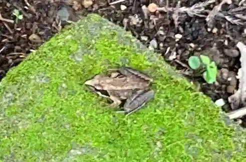 大宮温泉神社の動物