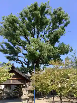 神明社（伝馬神明社）(愛知県)