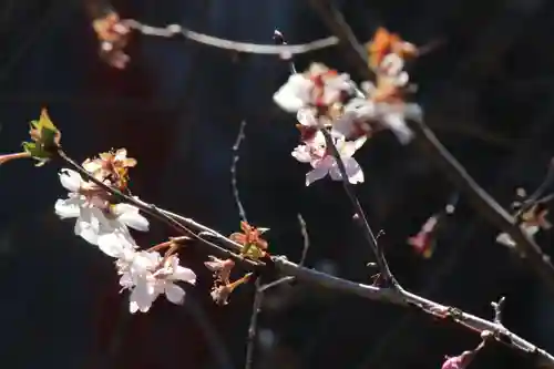 国宝 大法寺の自然