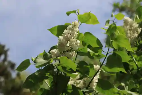 阿久津「田村神社」（郡山市阿久津町）旧社名：伊豆箱根三嶋三社の自然