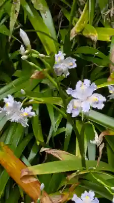 椎尾神社の自然