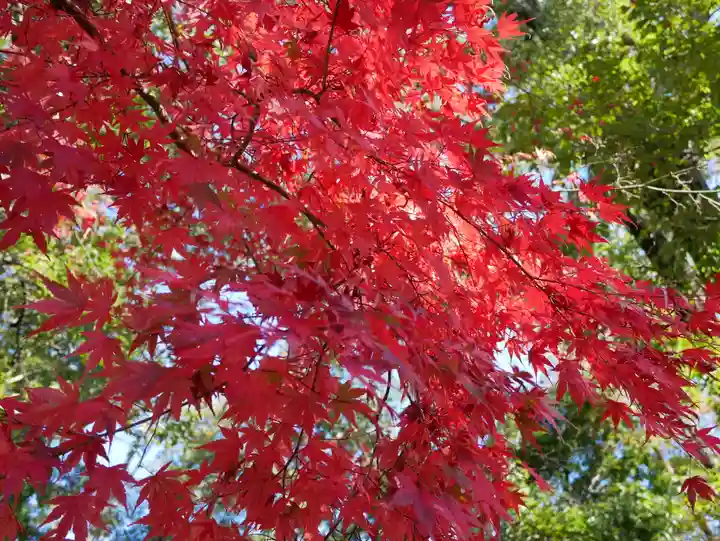 葭原観音堂の自然