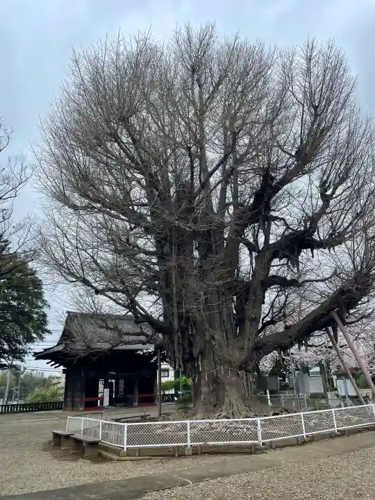 千葉寺の{uncategorized: "未分類", other: "その他", undefined: "問題あり", building: "その他建物", grave: "お墓", sacred_gate: "鳥居", guardian: "狛犬", statue: "像", buddha: "仏像", history: "歴史", nature: "自然", garden: "庭園", animal: "動物", pagoda: "塔", temizu: "手水舎", mountain_gate: "山門・神門", sanctuary: "本殿・本堂", subordinate: "末社・摂社", art: "芸術", scenery: "景色", jizo: "地蔵", ema: "絵馬", goshuin: "御朱印", omikuji: "おみくじ", items: "授与品その他", amulet: "お守り", goshuincho: "御朱印帳", eats: "食事", festival: "お祭り", votive_dance: "神楽", shichigosan: "七五三参", wedding: "結婚式", experience: "体験その他", initially: "初詣", around: "周辺", anti_infection: "感染症対策"}