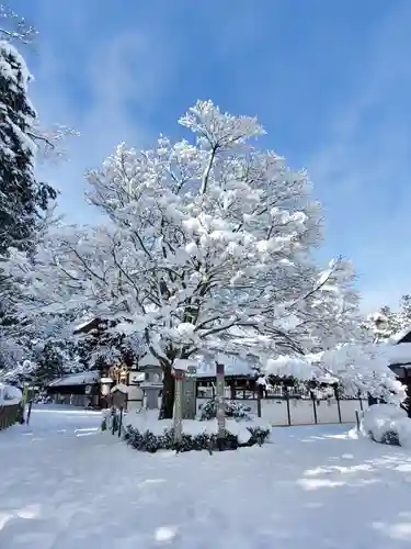沙沙貴神社の自然