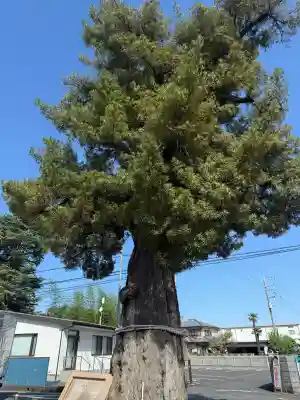 前玉神社の{uncategorized: "未分類", other: "その他", undefined: "問題あり", building: "その他建物", grave: "お墓", sacred_gate: "鳥居", guardian: "狛犬", statue: "像", buddha: "仏像", history: "歴史", nature: "自然", garden: "庭園", animal: "動物", pagoda: "塔", temizu: "手水舎", mountain_gate: "山門・神門", sanctuary: "本殿・本堂", subordinate: "末社・摂社", art: "芸術", scenery: "景色", jizo: "地蔵", ema: "絵馬", goshuin: "御朱印", omikuji: "おみくじ", items: "授与品その他", amulet: "お守り", goshuincho: "御朱印帳", eats: "食事", festival: "お祭り", votive_dance: "神楽", shichigosan: "七五三参", wedding: "結婚式", experience: "体験その他", initially: "初詣", around: "周辺", anti_infection: "感染症対策"}