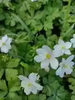 松井孫右衛門社(三重県)