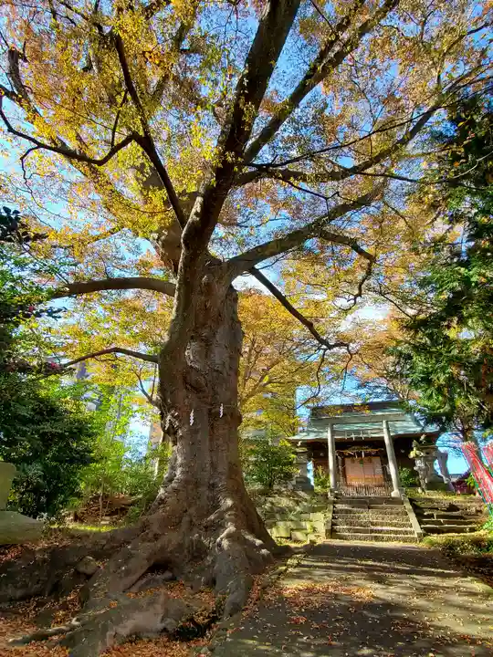 愛宕神社の自然