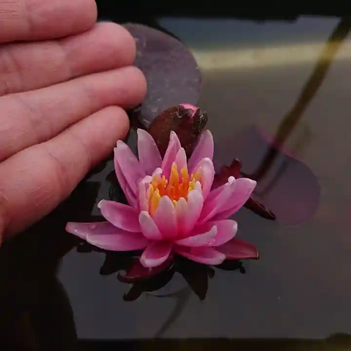 極楽山 浄土寺の自然