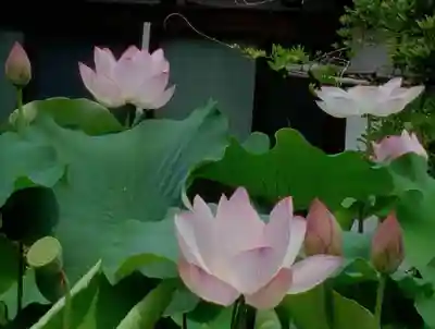 長善寺(東京都)