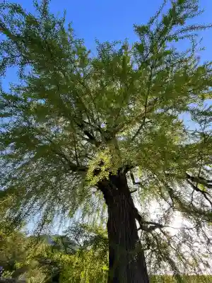 丹生酒殿神社の{uncategorized: "未分類", other: "その他", undefined: "問題あり", building: "その他建物", grave: "お墓", sacred_gate: "鳥居", guardian: "狛犬", statue: "像", buddha: "仏像", history: "歴史", nature: "自然", garden: "庭園", animal: "動物", pagoda: "塔", temizu: "手水舎", mountain_gate: "山門・神門", sanctuary: "本殿・本堂", subordinate: "末社・摂社", art: "芸術", scenery: "景色", jizo: "地蔵", ema: "絵馬", goshuin: "御朱印", omikuji: "おみくじ", items: "授与品その他", amulet: "お守り", goshuincho: "御朱印帳", eats: "食事", festival: "お祭り", votive_dance: "神楽", shichigosan: "七五三参", wedding: "結婚式", experience: "体験その他", initially: "初詣", around: "周辺", anti_infection: "感染症対策"}
