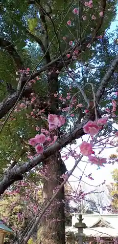 朝日森天満宮の自然