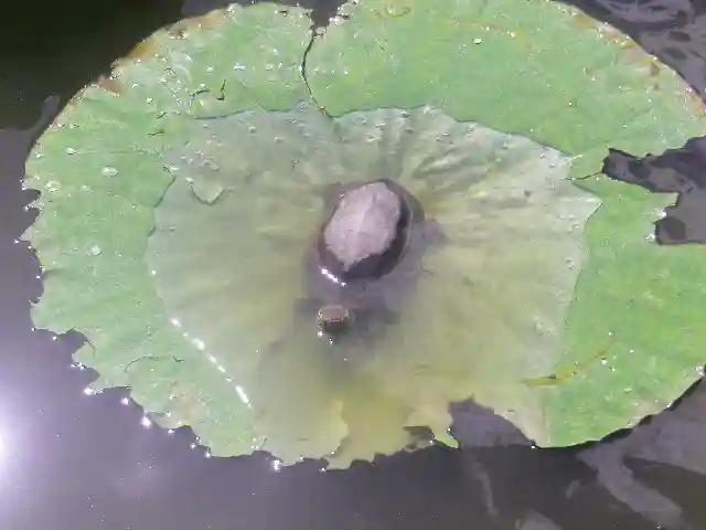 鶴岡八幡宮の動物