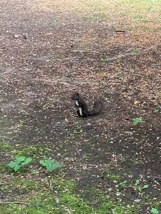 音更神社の動物