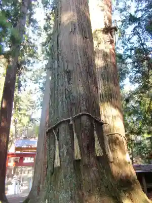 三島神社の自然