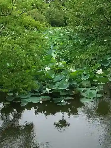 鶴岡八幡宮の庭園