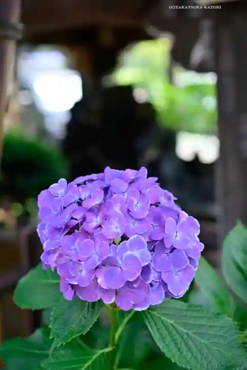 白山神社(東京都)