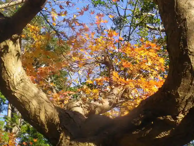 安國論寺(安国論寺)の自然