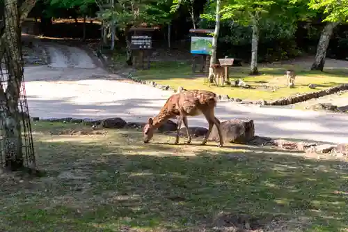 大元神社（厳島神社境外摂社）(広島県)