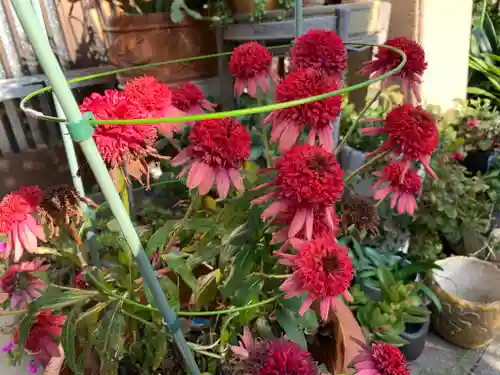 泉竜寺(乙女不動尊)の自然