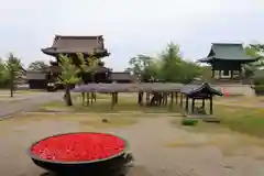 井波別院瑞泉寺の景色