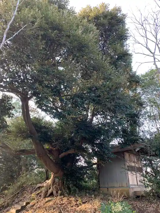 八幡神社の自然