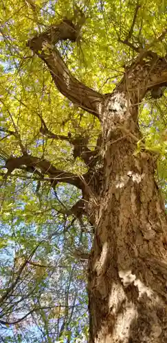 王子白髭神社(東京都)