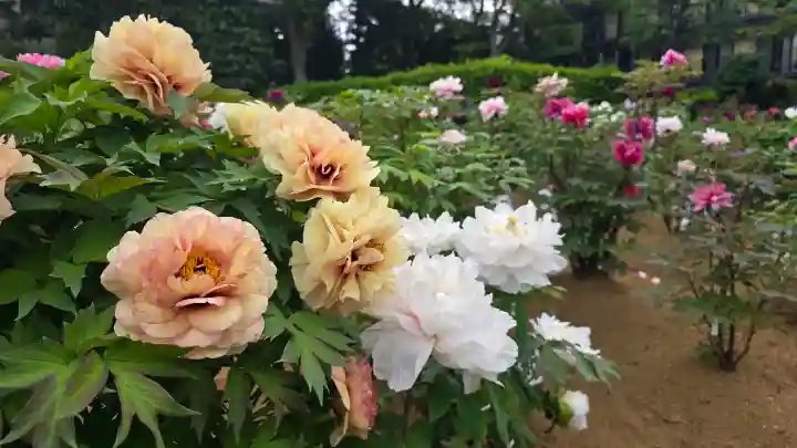 西新井大師総持寺の{uncategorized: "未分類", other: "その他", undefined: "問題あり", building: "その他建物", grave: "お墓", sacred_gate: "鳥居", guardian: "狛犬", statue: "像", buddha: "仏像", history: "歴史", nature: "自然", garden: "庭園", animal: "動物", pagoda: "塔", temizu: "手水舎", mountain_gate: "山門・神門", sanctuary: "本殿・本堂", subordinate: "末社・摂社", art: "芸術", scenery: "景色", jizo: "地蔵", ema: "絵馬", goshuin: "御朱印", omikuji: "おみくじ", items: "授与品その他", amulet: "お守り", goshuincho: "御朱印帳", eats: "食事", festival: "お祭り", votive_dance: "神楽", shichigosan: "七五三参", wedding: "結婚式", experience: "体験その他", initially: "初詣", around: "周辺", anti_infection: "感染症対策"}