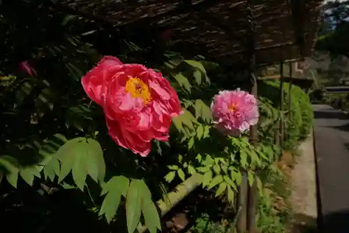 東長谷寺　薬王院の自然