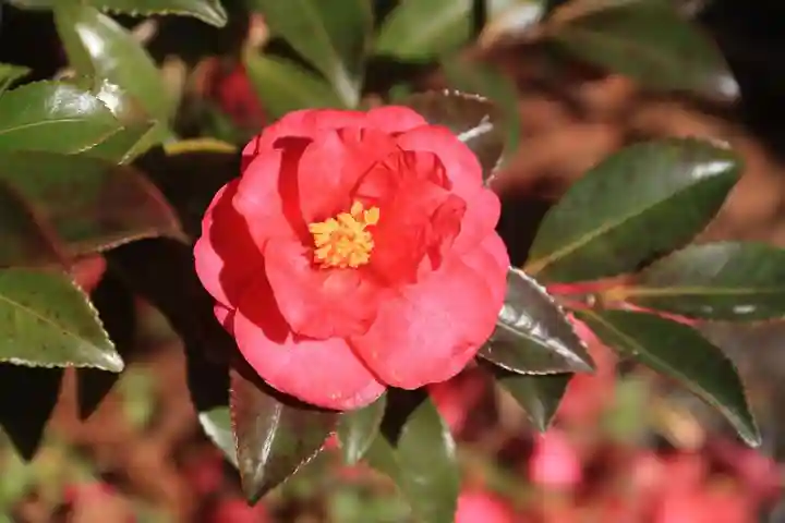 高司神社〜むすびの神の鎮まる社〜の庭園
