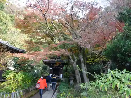 黄梅院（円覚寺塔頭）の自然