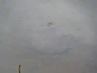 野津田薬師堂(福王寺)の動物