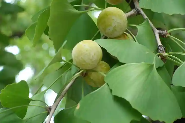 龍王大神の自然