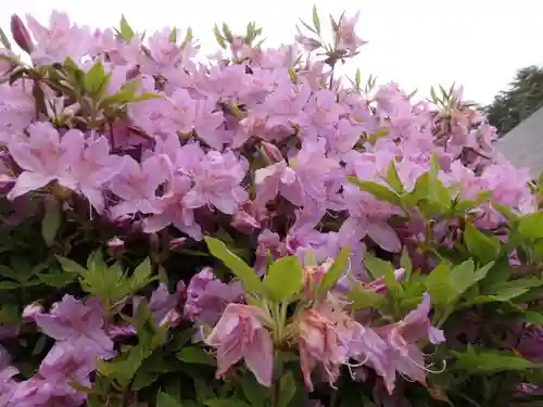 塩船観音寺の自然