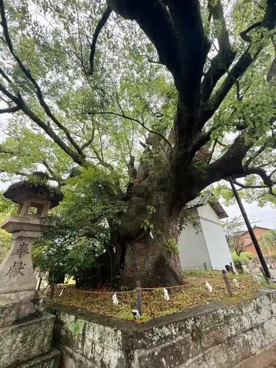 闘鶏神社の{uncategorized: "未分類", other: "その他", undefined: "問題あり", building: "その他建物", grave: "お墓", sacred_gate: "鳥居", guardian: "狛犬", statue: "像", buddha: "仏像", history: "歴史", nature: "自然", garden: "庭園", animal: "動物", pagoda: "塔", temizu: "手水舎", mountain_gate: "山門・神門", sanctuary: "本殿・本堂", subordinate: "末社・摂社", art: "芸術", scenery: "景色", jizo: "地蔵", ema: "絵馬", goshuin: "御朱印", omikuji: "おみくじ", items: "授与品その他", amulet: "お守り", goshuincho: "御朱印帳", eats: "食事", festival: "お祭り", votive_dance: "神楽", shichigosan: "七五三参", wedding: "結婚式", experience: "体験その他", initially: "初詣", around: "周辺", anti_infection: "感染症対策"}