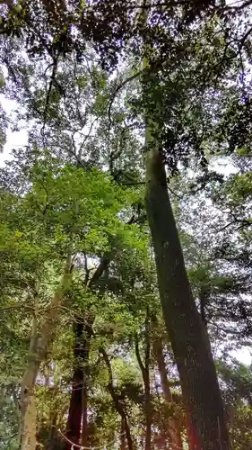 賀茂神社の自然