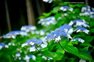 長壽寺（長寿寺）(神奈川県)