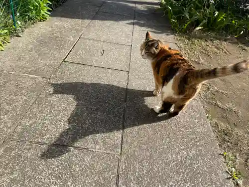 秩父札所十三番 慈眼寺の動物