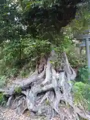 稲荷神社の自然