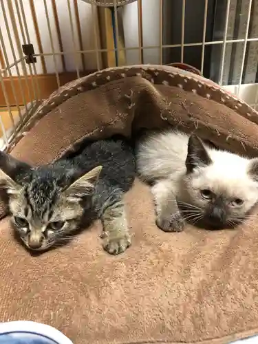 白山神社の動物