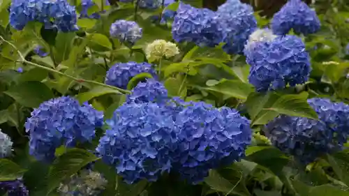 三室戸寺(京都府)