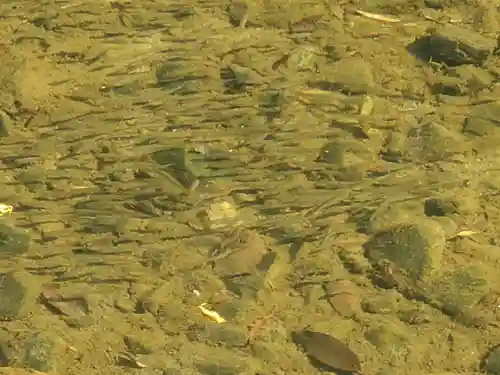 塩井神社の動物