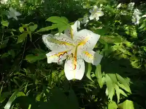 白狐山光星寺の自然(2021年07月21日(水) 15時49分56秒投稿)