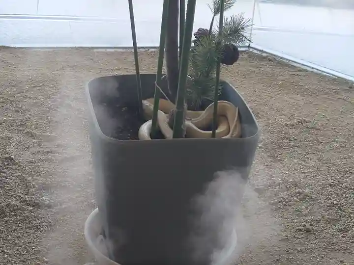 岩国白蛇神社の動物