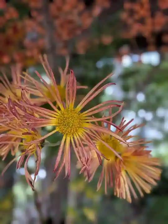 赤坂氷川神社(東京都)