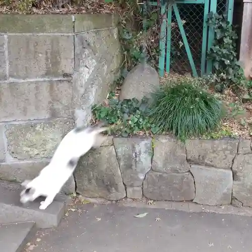 代々木八幡宮の動物